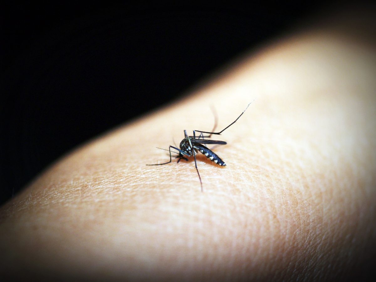 Tout sur la dengue